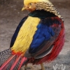 Золотой фазан (Chrysolophus pictus)