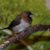 Японская амадина (Lonchura striata)