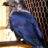 Ворон обыкновенный (Corvus corax)