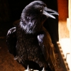 Ворон обыкновенный (Corvus corax)
