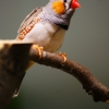 Зебровая амадина (Taeniopygia guttata)