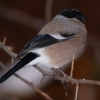 Снегирь (Pyrrhula pyrrhula)