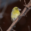 Чиж (Carduelis (Spinus) spinus)