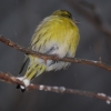 Чиж (Carduelis (Spinus) spinus)