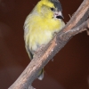 Чиж (Carduelis (Spinus) spinus)