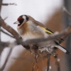 Щегол (Carduelis carduelis)