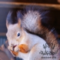 Белка обыкновенная (Sciurus vulgaris)