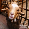 Камерунская коза (Capra hircus)