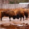 Зубр (Bison bonasus)