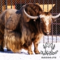 Як (Bos mutus)