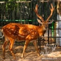 Пятнистый олень (Cervus nippon)