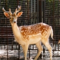 Европейская лань (Dama (Cervus) dama)