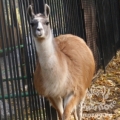 Лама (Lama glama)