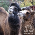 Двугорбый верблюд (Camelus bactrianus) (ferus)