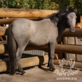 Пони (Equus caballus dom.)