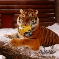 Амурский тигр (Panthera tigris altaica)