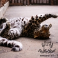 Дальневосточный (Амурский) леопард (Panthera pardus orientalis)