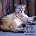 Пума (Felis (Puma) concolor)