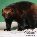 Росомаха (Gulo gulo)