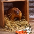 Степной сурок (байбак) (Marmota bobak)