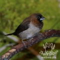 Японская амадина (Lonchura striata)