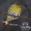 Чиж (Carduelis (Spinus) spinus)