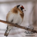 Щегол (Carduelis carduelis)