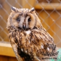 Ушастая сова (Asio otus)