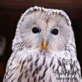 Длиннохвостая неясыть (Strix uralensis)