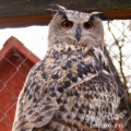 Филин (Bubo bubo)