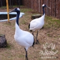 Японский журавль (Grus japonensis)