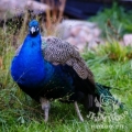 Павлин (Pavo cristatus)