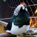 Алмазный фазан (Chrysolophus amherstiae)