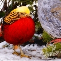 Золотой фазан (Chrysolophus pictus)