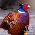 Обыкновенный фазан (Phasianus colchicus)