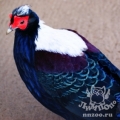 Тайваньский фазан (свайно) (lophura swinhoii)
