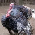Индейка обыкновенная (Meleagris gallopavo)