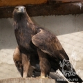 Беркут (Aquila chrysaetos)