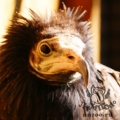 Стервятник (Neophron percnopterus)