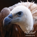 Белоголовый сип (Gyps fulvus)