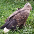Орлан-белохвост (Haliaeetus albicilla)