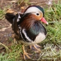 Мандаринка (Aix galericulata)