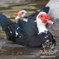 Домашняя мускусная утка (Cairina moschata var. dom.)