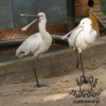 Колпица (Platalea leucorodia)