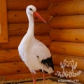 Белый аист (Ciconia ciconia)
