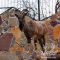 Винторогий козел (Capra falconeri heptneri)