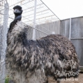 Эму (Dromaius novaehollandiae)