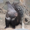 Индийский дикобраз (Hystrix indica)