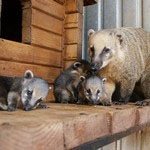 Детёнышей носух и кенгуру Беннета можно увидеть в зоопарке "Лимпопо"
