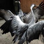 Серые журавли в зоопарке «Лимпопо» устроили осенние танцы